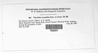 Puccinia recondita image